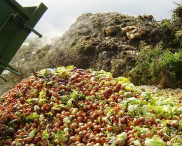 7 Tips To Reduce Food Waste And Help Save The Environment
