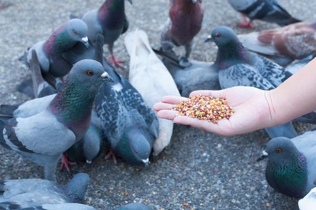 Feeding Animals and Birds